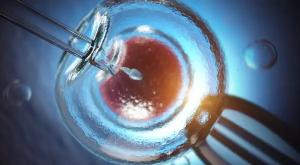 Mikroskopijne zbliżenie na zapłodnienie komórki jajowej metodą in vitro.